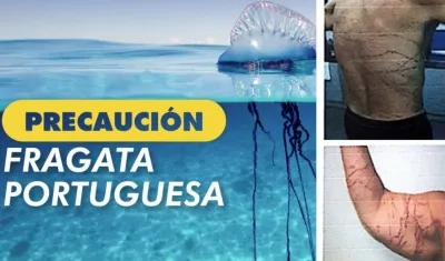Autoridades recomiendan precaución por la medusa fragata en las playas de Santa Marta.