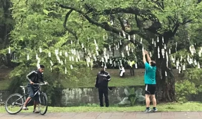 Un hombre arranca un billete de un árbol en Bogotá.