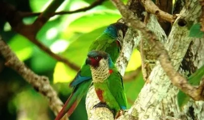 Los pajareros colombianos lograron de esta manera el bicampeonato mundial de avistamiento de especies de aves registradas en 24 horas. 