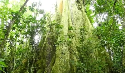 Los bosques más altos de la Amazonía son también los más viejos.