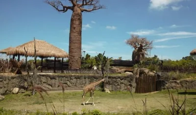 Las jirafas se adaptan al parque pereirano.