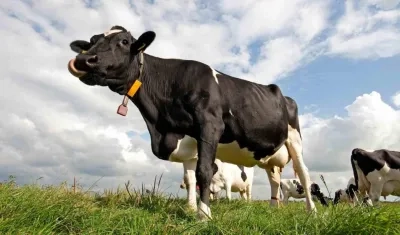 Una vaca lechera. 
