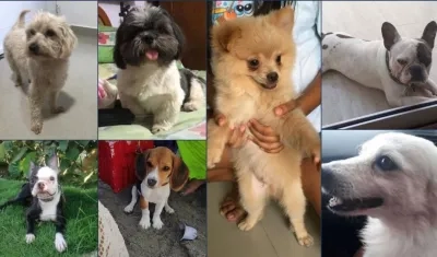 Estas son las 7 mascotas extraviadas, que han sido reportadas a Zona Cero.