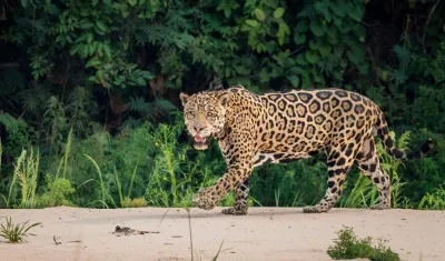El felino más grande de América es el jaguar.
