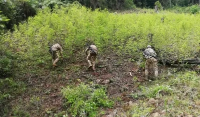 Personal del Ejército erradica manualmente matas de coca.