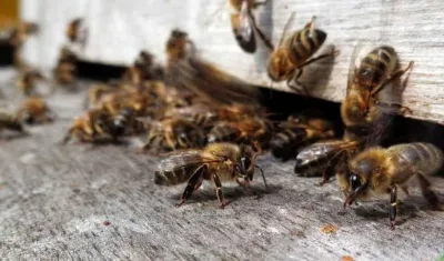 Las abejas africanizadas se irritan con las altas temperaturas, los olores fuertes y colores muy vivos.