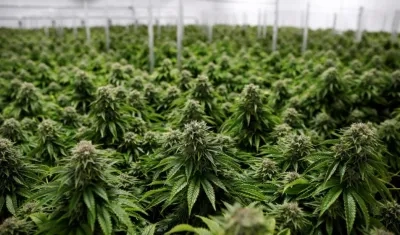 Arbustos de cannabis. 