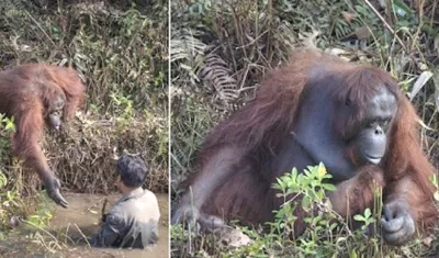 Orangutana le da su mano al cuidador