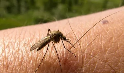 Durante el año se han notificado 37 muertes probables por dengue.