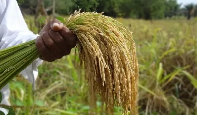 El Ministerio de Agricultura puso en marcha un incentivo al almacenamiento de arroz.