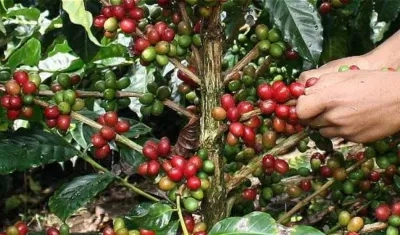 Las exportaciones de café se mantienen estables.