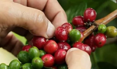  La producción de café en enero fue de 1.081.000 sacos de 60 kilogramos.
