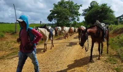 Ganaderos movilizan por tierra sus animales en La Mojana.