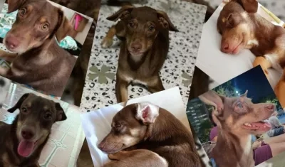 Varias fotos de Brownie, la mascota perdida en el barrio Boston que fue vista en Olaya.