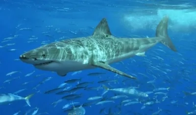 El año pasado se registraron 73 mordeduras de tiburón a humanos no provocadas y 39 provocadas.