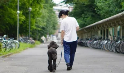 Un perro pasea con su dueña. 