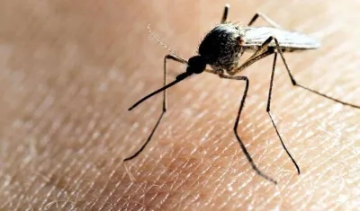 Aedes Aegypti, mosquito transmisor del dengue. 