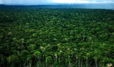 Bosques amazónicos. 