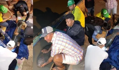 Manatí rescatado por pescadores de El Banco. 