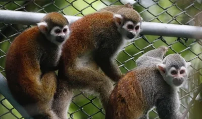 Algunos de los monos.