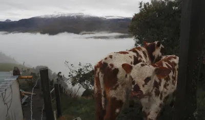 Vacas pastan en un terreno en Murillo, Tolima. Al fondo, el volcán Nevado del Ruiz