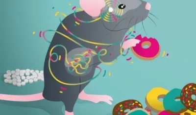 Una conexión entre el cerebro e intestino en los ratones.