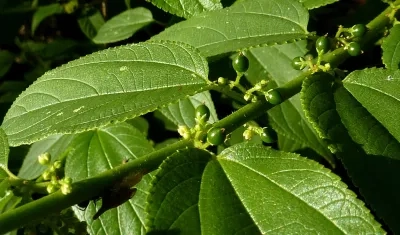 Trema micrantha Blume.