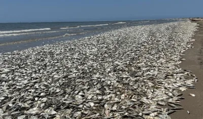 Miles de peces a orillas de las playas del Golfo de Texas