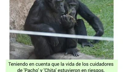 Los chimpancés 'Pancho' y 'Chita'