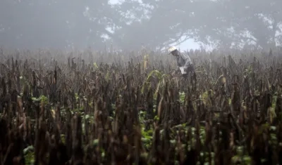  Fotografía de archivo que muestra a un campesino caminando en una plantación seca de maíz de Centroamérica, a consecuencia de 'El Niño'. 