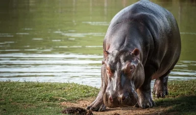 Hipopótamos en territorio colombiano.