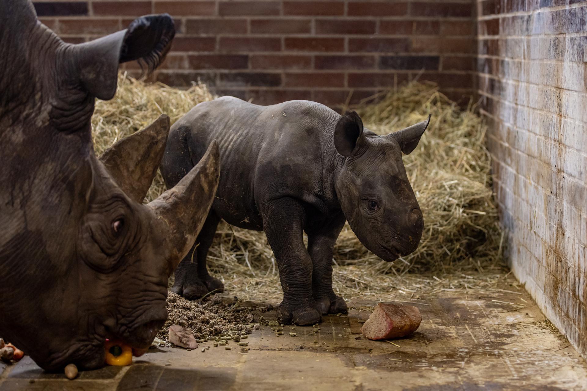 Magashi, el rinoceronte negro nacido en cautiverio en el zoológico de Praga.