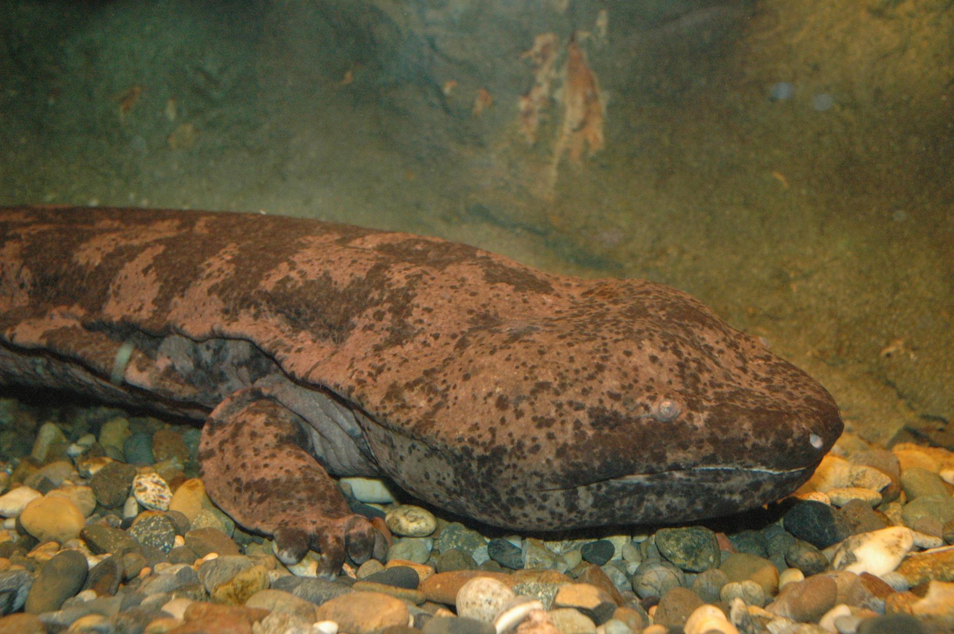Salamandra gigante.