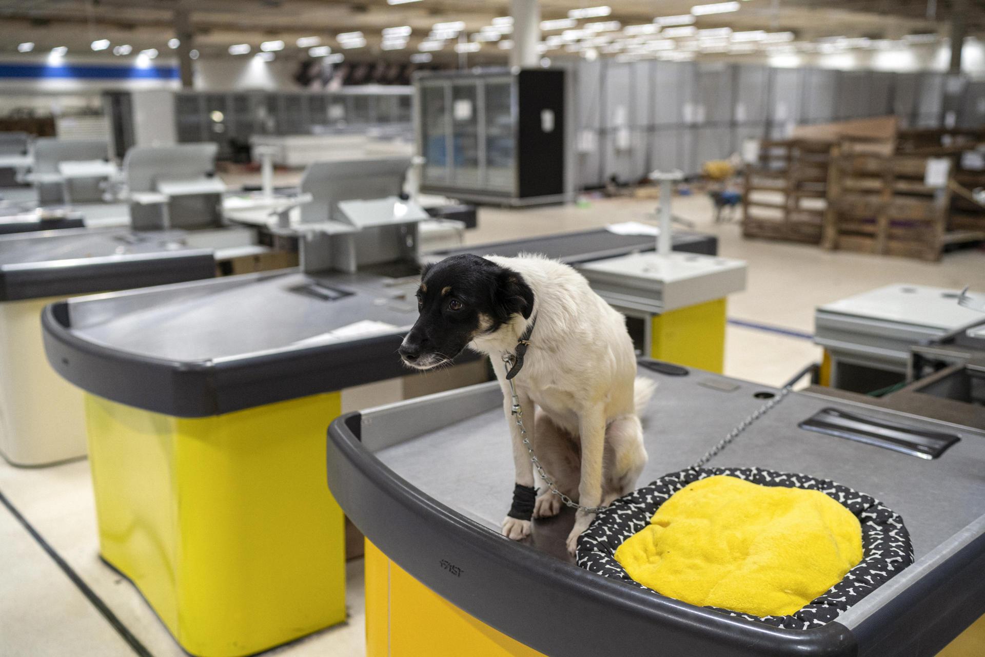 Un perro reposa en las cajas registradoras del antiguo hipermercado