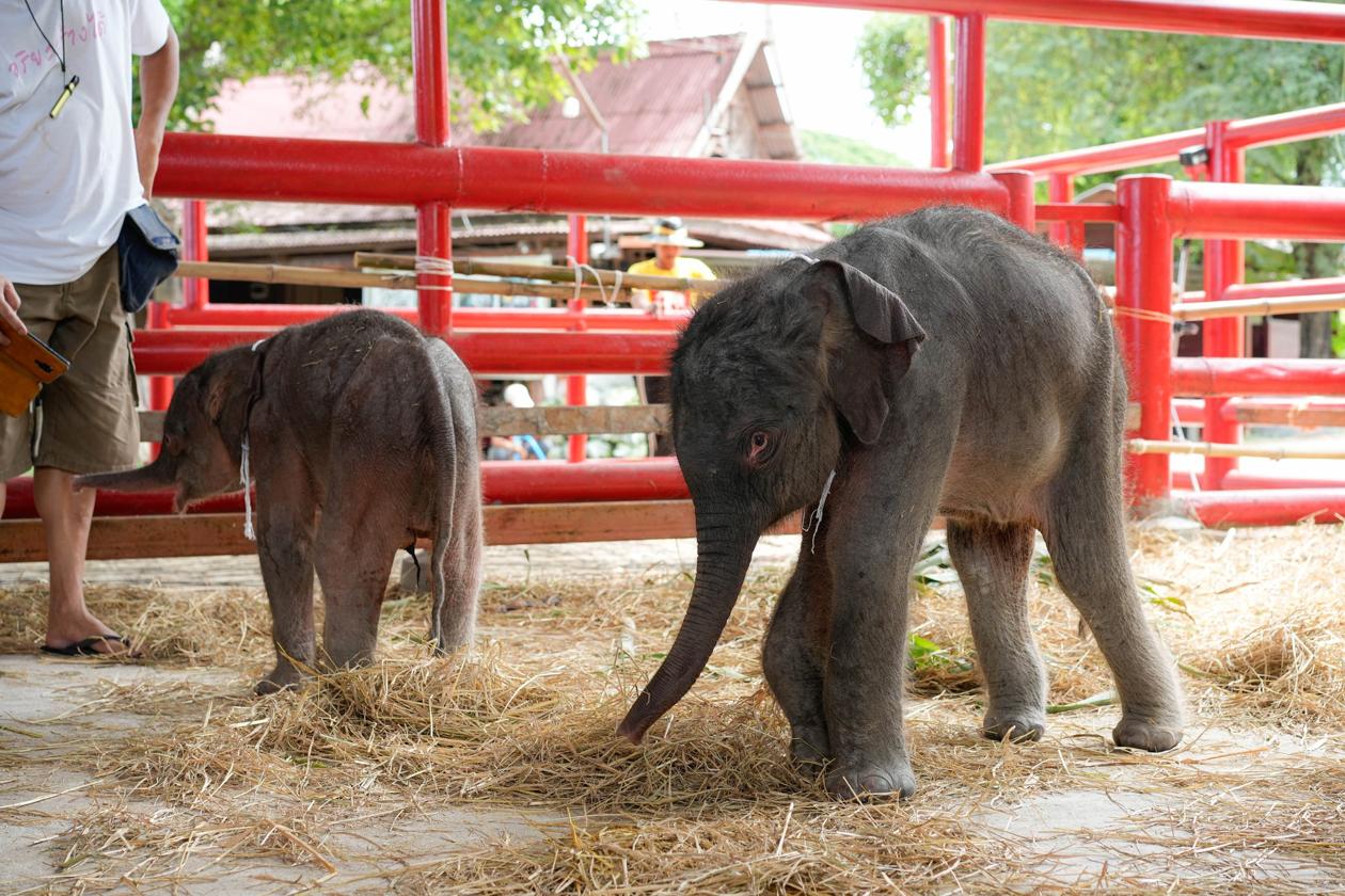 Una elefanta dio a luz a gemelos de distinto sexo en Tailandia.