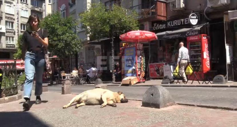 Perros callejeros en Turquía.