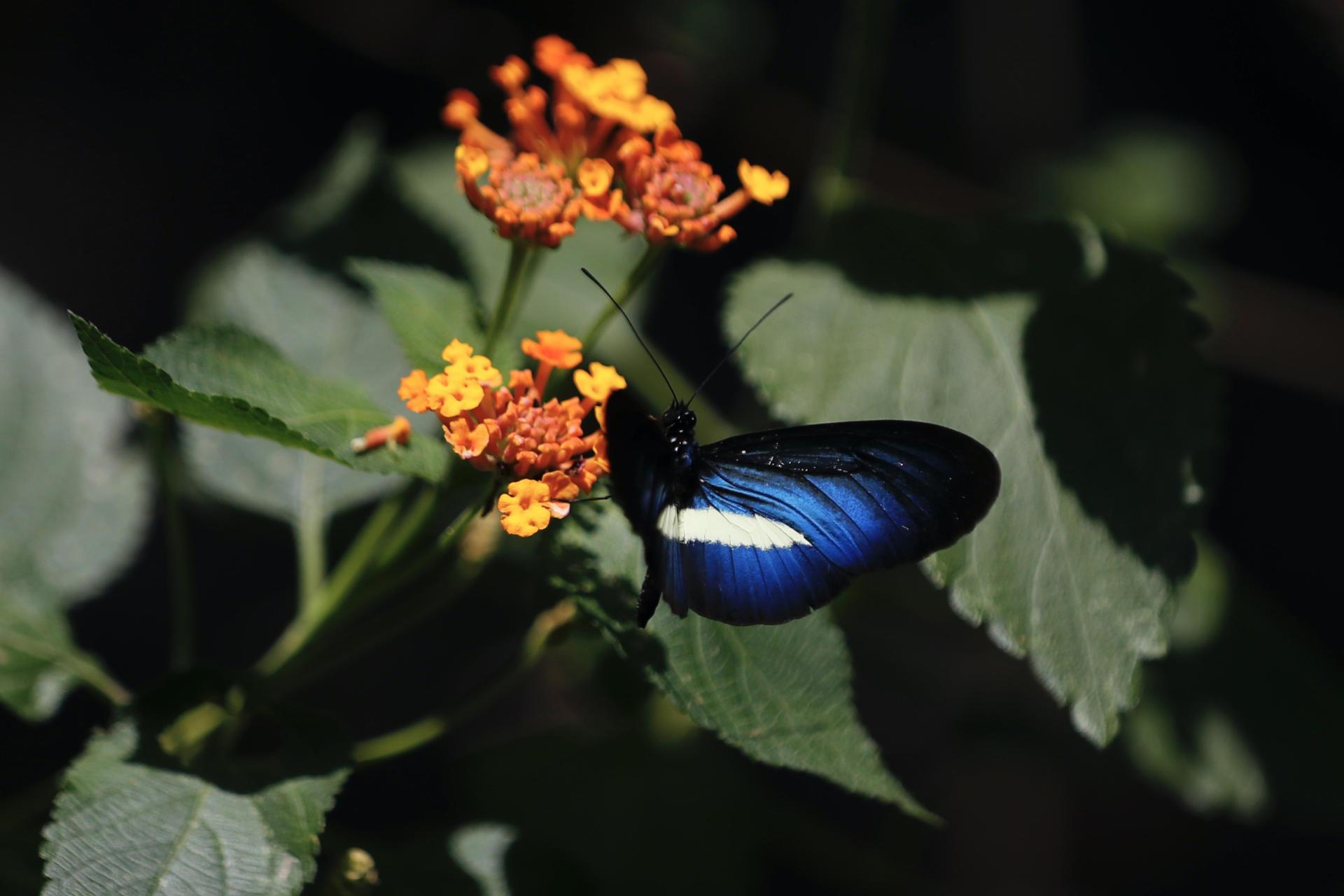 Jardín Botánico de Cali.