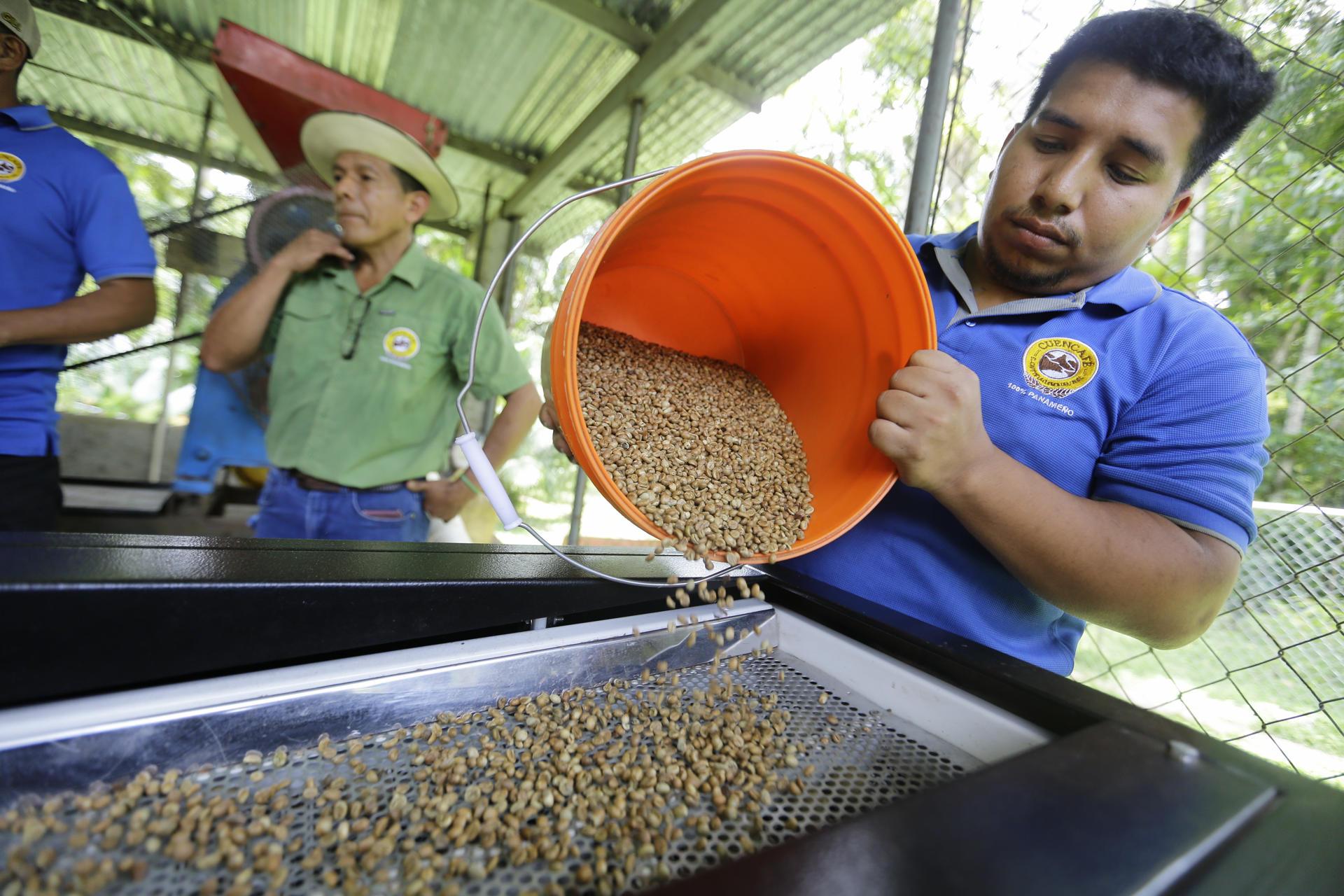 Un agricultor procesa granos de café.